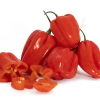 buy ata rodo online