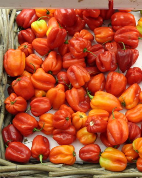 buy Ata Rodo Pepper pot, Ata rodo, African food online delivery Uk, Order Scotch Bonnet ata rodo, scotch bonnet pepper, Ata Rodo Pepper pot, Ata rodo buy online delivery