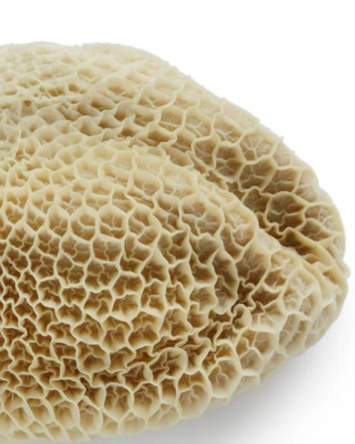 Frozen Honeycomb Tripe Shaki
