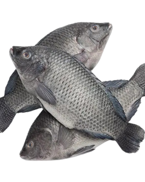 Frozen Tilapia descaled, buy online uk