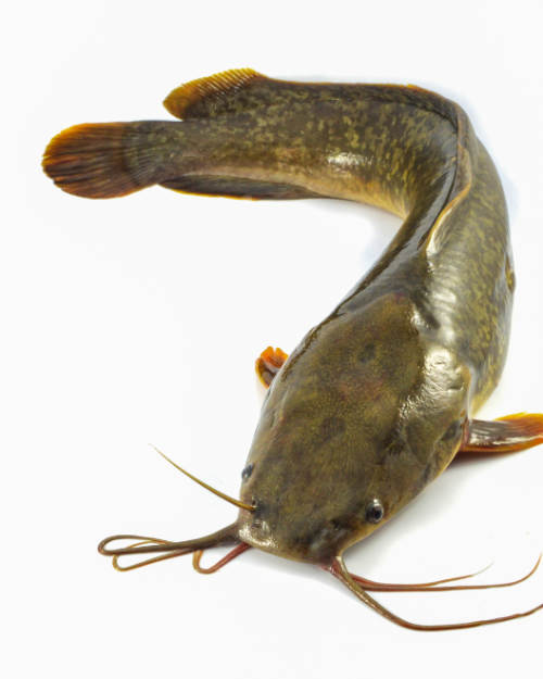 buy buy Frozen catfish. Nigerian online store, uk wide delivery