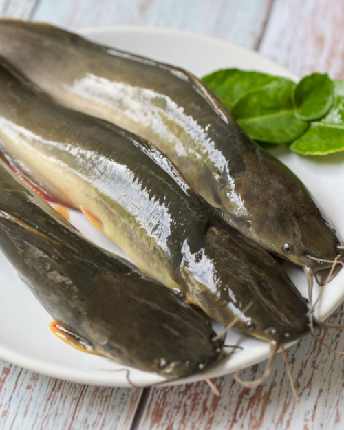 Whole Catfish Gutted