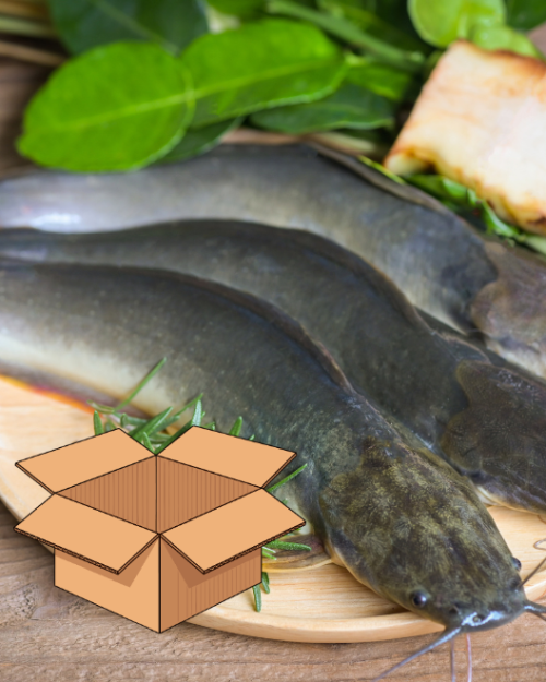 Buy Whole Catfish Online UK (Gutted 500–800g, 5kg Box) | African Shop Near Me